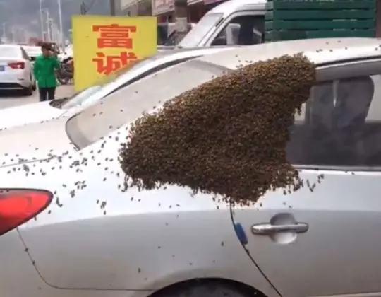 吓人！私家车被蜜蜂包围，密集恐惧症慎入！ 